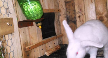 Napáječky bradavkové pro králíky